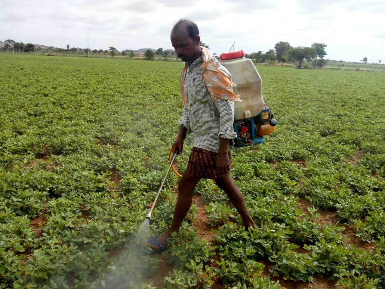 Applying Brahmastram in Groundnut Harvesting