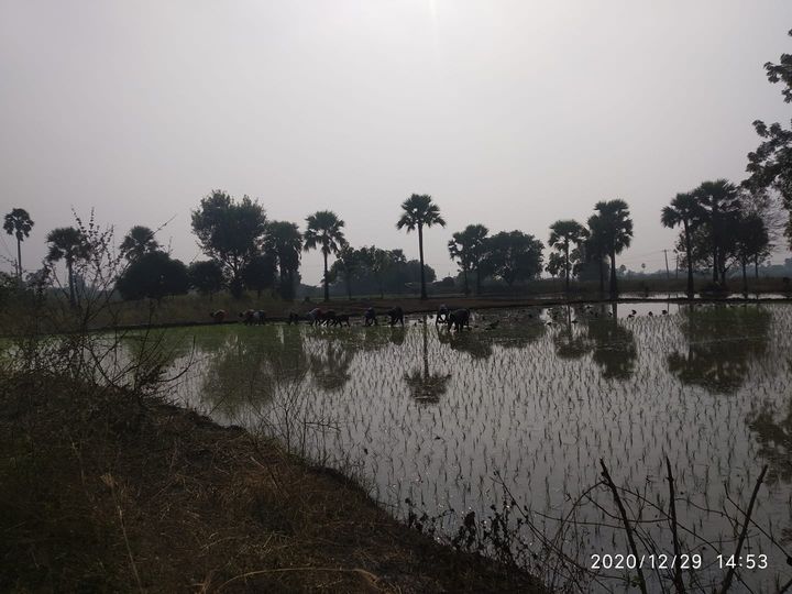Paddy Sapling Work